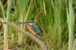 IJsvogel met vis (05-17 - foto: Rob van 't Zand)