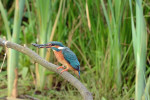 IJsvogel met vis (05-17 - foto: Rob van 't Zand)