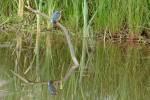 IJsvogel (05-17 - foto: Rob van 't Zand)