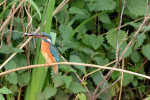 IJsvogel (05-17 - foto: Rob van 't Zand)