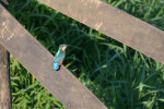 IJsvogel (Foto: Rob van 't Zand)