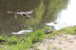 Mandarijn eenden in vlucht (Foto: Ella Roelfs)