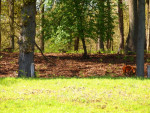Wilde varkens?? (ha, ha)