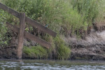 IJsvogel (Foto: Henk-Jan Bezemer)