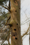 Spechtenboom (foto: R. v. 't Zand)