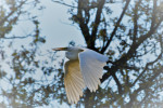 Zilverreiger (Foto: Rob van 't Zand)