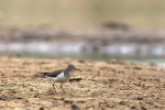Oeverloper (Foto: Henk-Jan Bezemer)