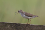 Oeverloper op hek (Foto: Henk-Jan Bezemer)