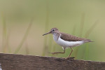 Oeverloper (Foto: Henk-Jan Bezemer)