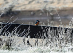 IJsvogel in de vorst (02-18 - foto: Rob van 't Zand)